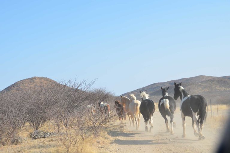 Tiergestützte stationäre Therapie auf einer Farm in Namibia