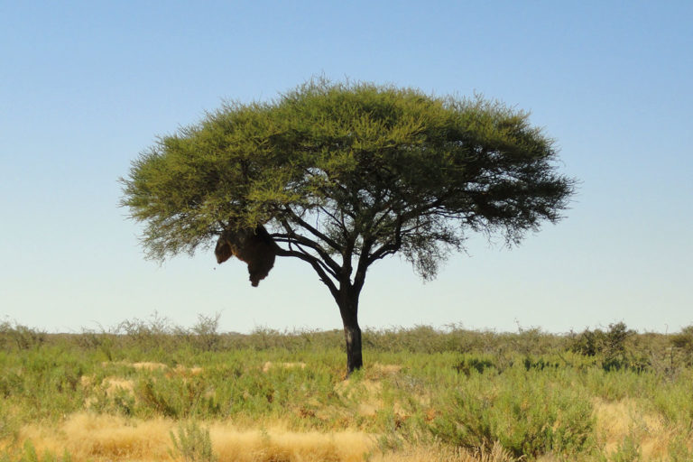 Stationäre tiergestützte Therapie in Namibia